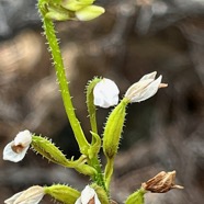 Cynorkis breviplectra ( Cynorkis constellata (Frapp) Schltr.flore des Mascareignes )     orchidaceae.endémique Réunion. (1).jpeg